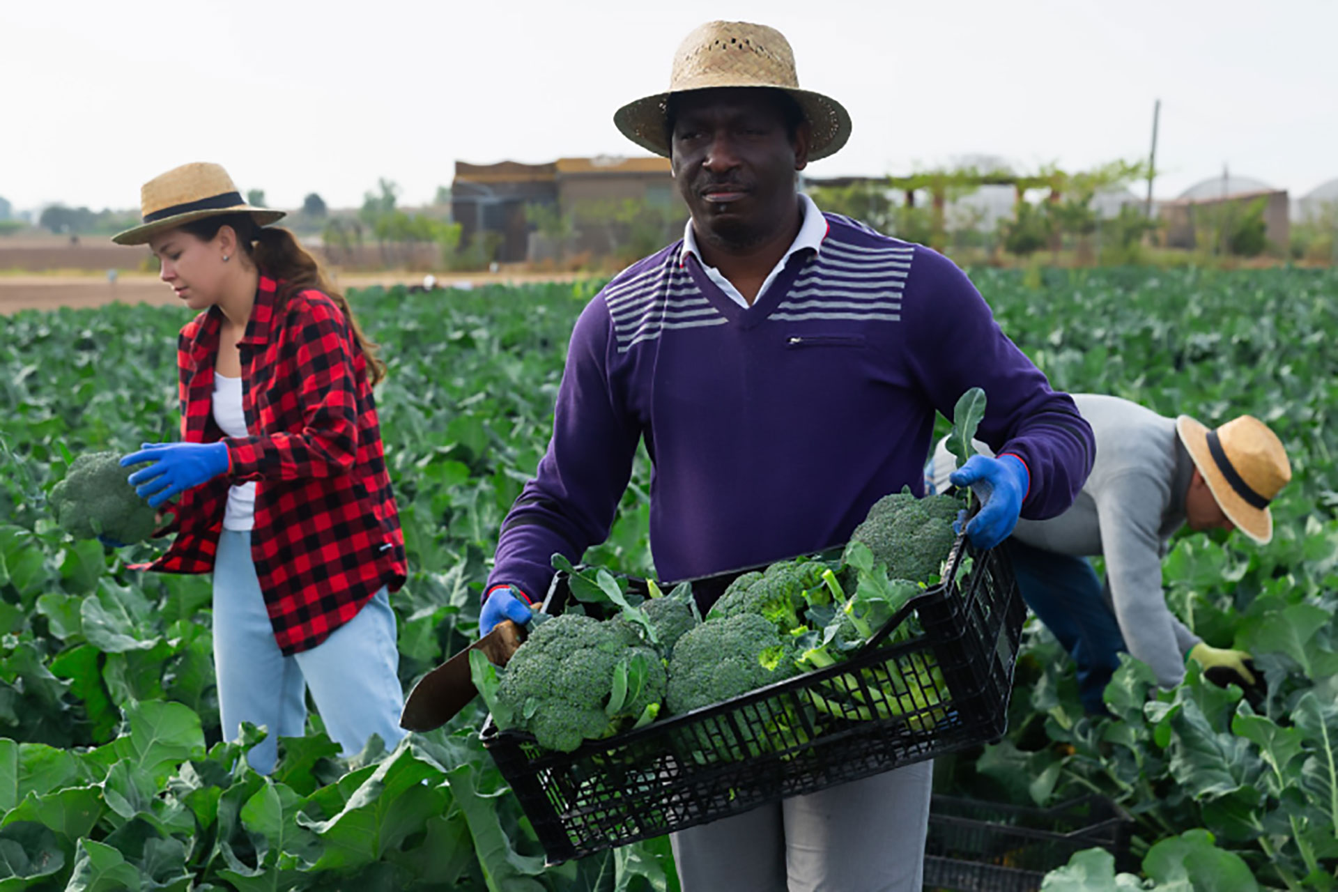 Group of people harvesting broccoli